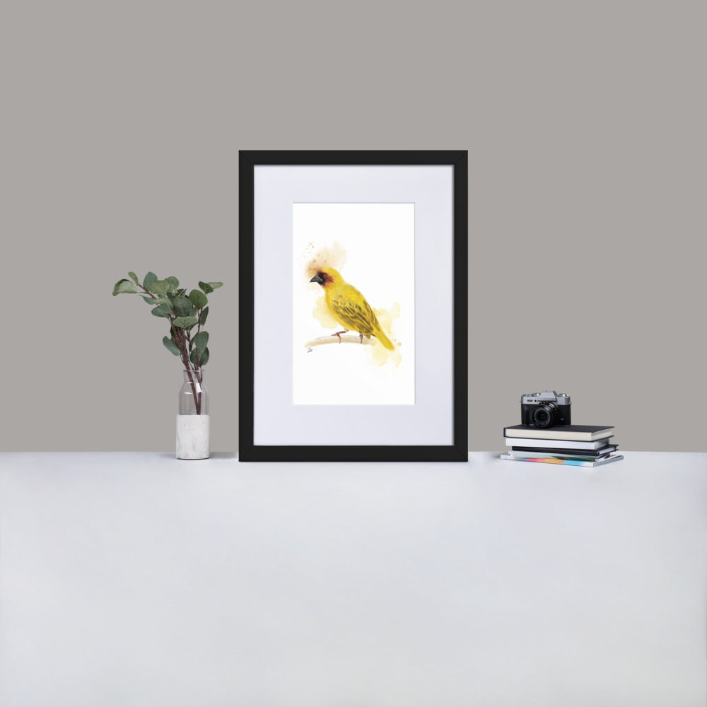 Ruppelles Weaver Bird Watercolor - Matte Paper Framed Poster With Mat