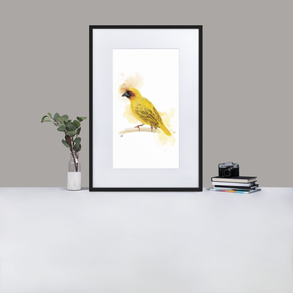 Ruppelles Weaver Bird Watercolor - Matte Paper Framed Poster With Mat